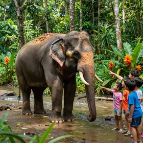 descubra-a-historia-do-elefante-elmer-em-pdf-e-encante-se