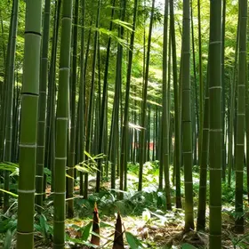 historia-do-bambu-chines-o-que-voce-nao-sabe-sobre-ele