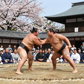 historia-do-sumo-descubra-as-raizes-e-tradicoes-fascinantes